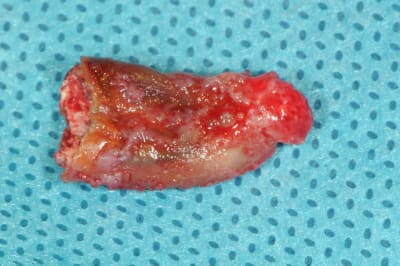 Dsc 1545 xhqv5p - Eugenol