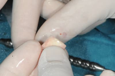 Dsc 1595 ldt8hz - Eugenol