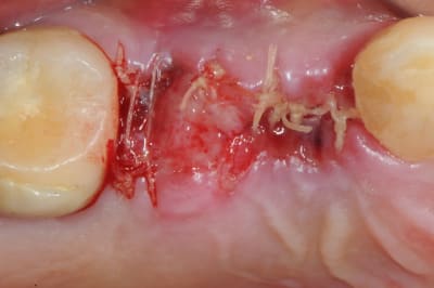 Dsc 3242 ef91cm - Eugenol