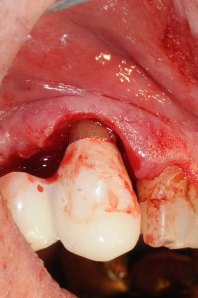 Dsc 5094 xjaviz - Eugenol
