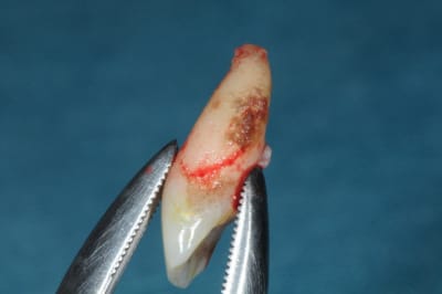 Dsc 6468 vgdrym - Eugenol