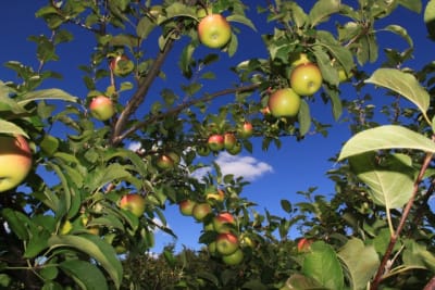 Dimanche x9esex - Eugenol