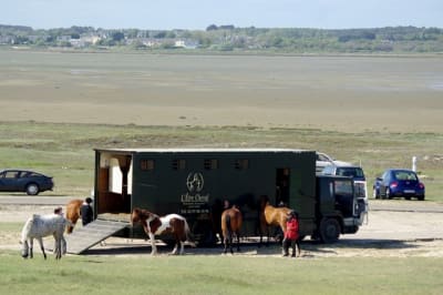 Ff2 tkjuws - Eugenol