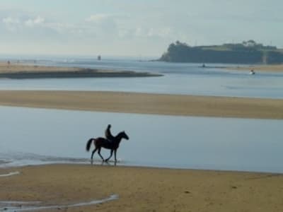 Ff3 zeqgdl - Eugenol