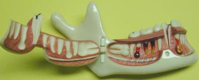 Gros plan gsoznb - Eugenol