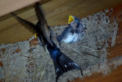 I3331 ut3lmu - Eugenol