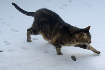 I5248 olylkr - Eugenol