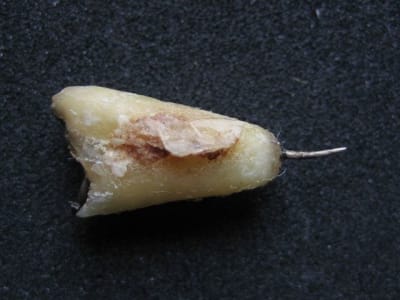 Img 0782 tfkdnd - Eugenol