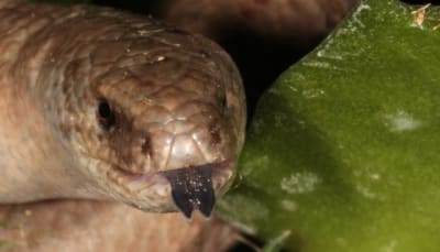 Img 1266r id7exq - Eugenol