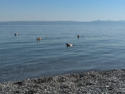 Img 20210615 103157 hywgjs - Eugenol