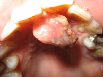 Img 3148 rowcz9 - Eugenol