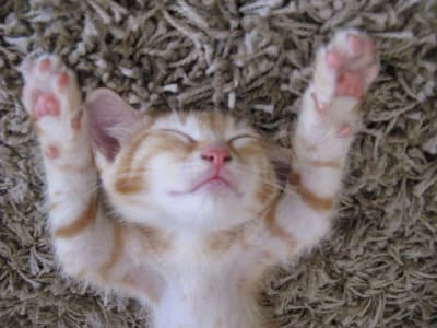 Img 3941 dgm1i9 - Eugenol