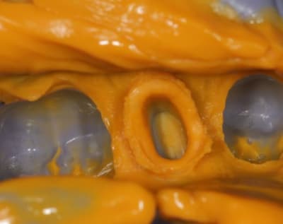 Img 4444 ejhoqa - Eugenol