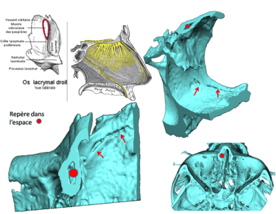 Image2 bmzyx0 - Eugenol