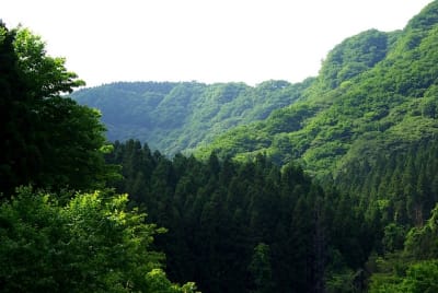 Jb  11  sjt7mi - Eugenol