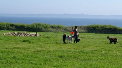 Kpl io10il - Eugenol