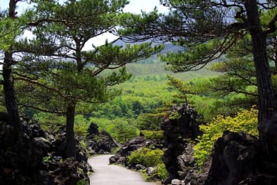 Kw  8  wqe7kv - Eugenol