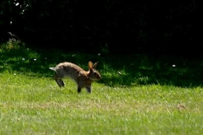 Lpb vpapi1 - Eugenol