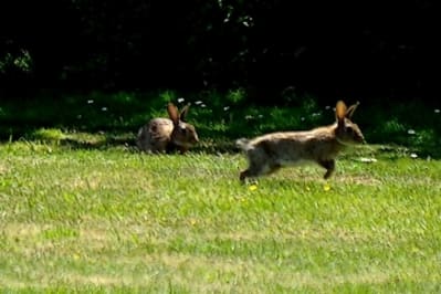 Lpg e9ns0d - Eugenol