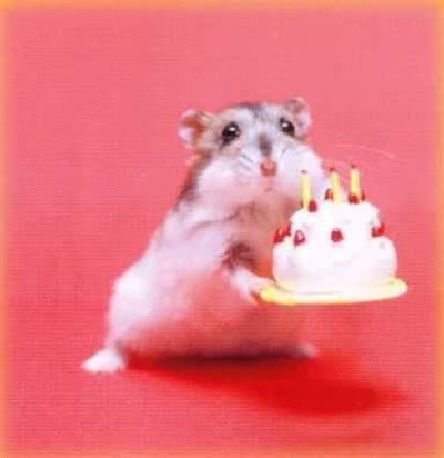 Mousebirthday zfewsv - Eugenol