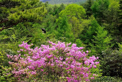 Ngn  1  fukssi - Eugenol