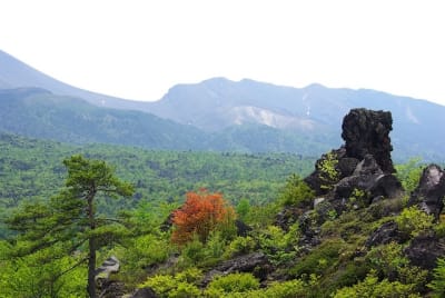 Ngn  3  bnfj2p - Eugenol