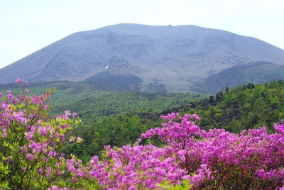 Ngn  6  r1ggdh - Eugenol