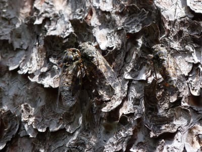 P1000479 lb5wbd - Eugenol