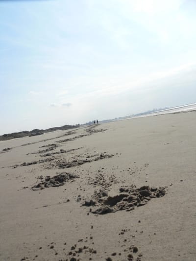 P1120552 nlngf7 - Eugenol