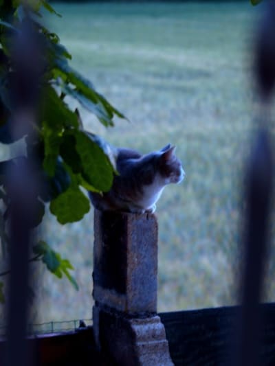 P6070894 ko4hh2 - Eugenol