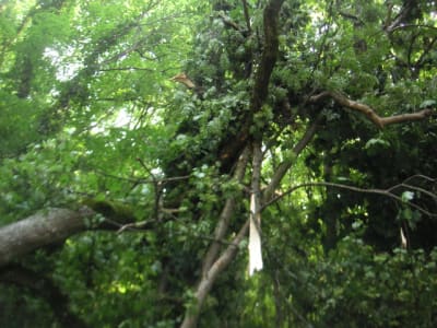 Pict0009 kxzpzi - Eugenol