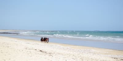 Ploc1 nidkev - Eugenol