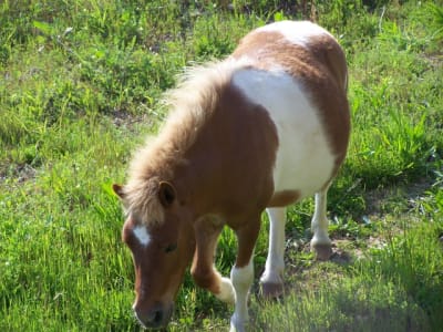 Paco qg5pkw - Eugenol