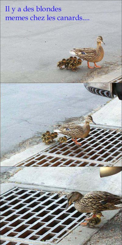 Quel con ce canard gusn3q - Eugenol