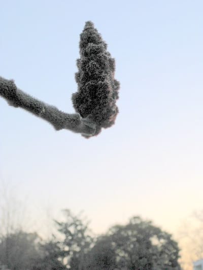 Rhus en hiver 2 vzejw6 - Eugenol