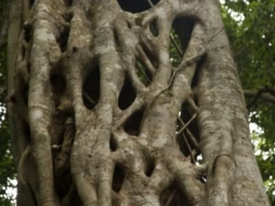 Skys323 s extstranglefig e972yx - Eugenol