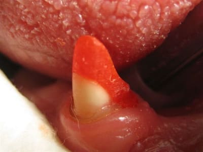 T - Eugenol