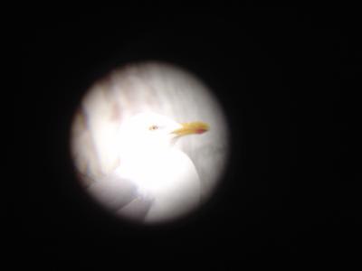 Test du miroir fe3cfc - Eugenol