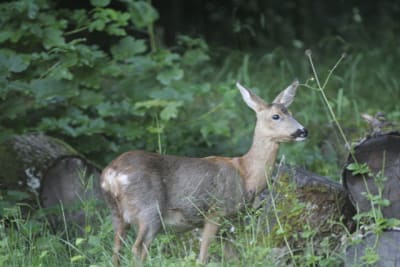  mg 0313 damzwo - Eugenol