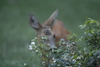  mg 0383 fsonwk - Eugenol