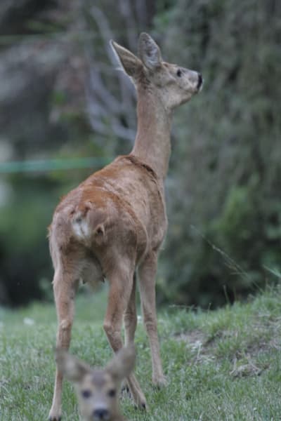  mg 0415 puoj4a - Eugenol