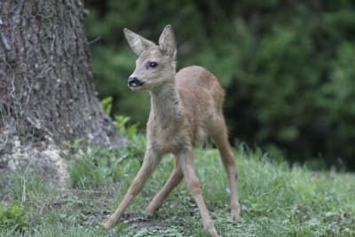  mg 0450 fcj0hi - Eugenol