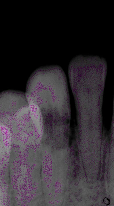 Angot3 su4q3x - Eugenol