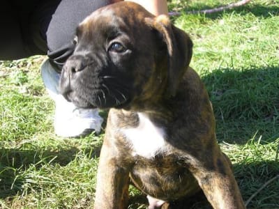 Angus3 z5x0s9 - Eugenol