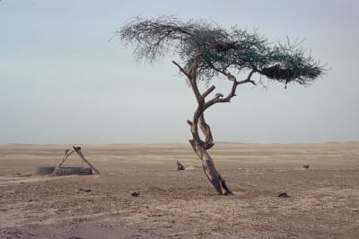 Arbre du ténéré faxqn5 - Eugenol