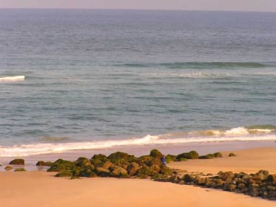 Avant les pitbulls wi5f5t - Eugenol