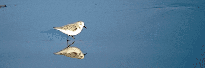 B casseaux sanderling kwvxat - Eugenol