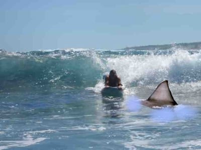 Bodyboard bralwj - Eugenol