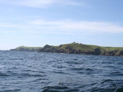 Cap lizard qy9n9e - Eugenol