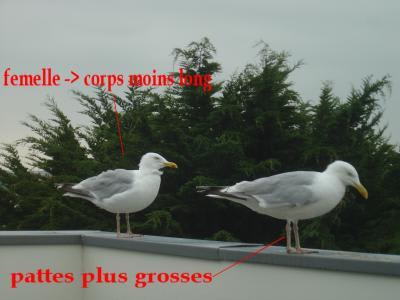 Caractères sexuels corps qsyxvi - Eugenol